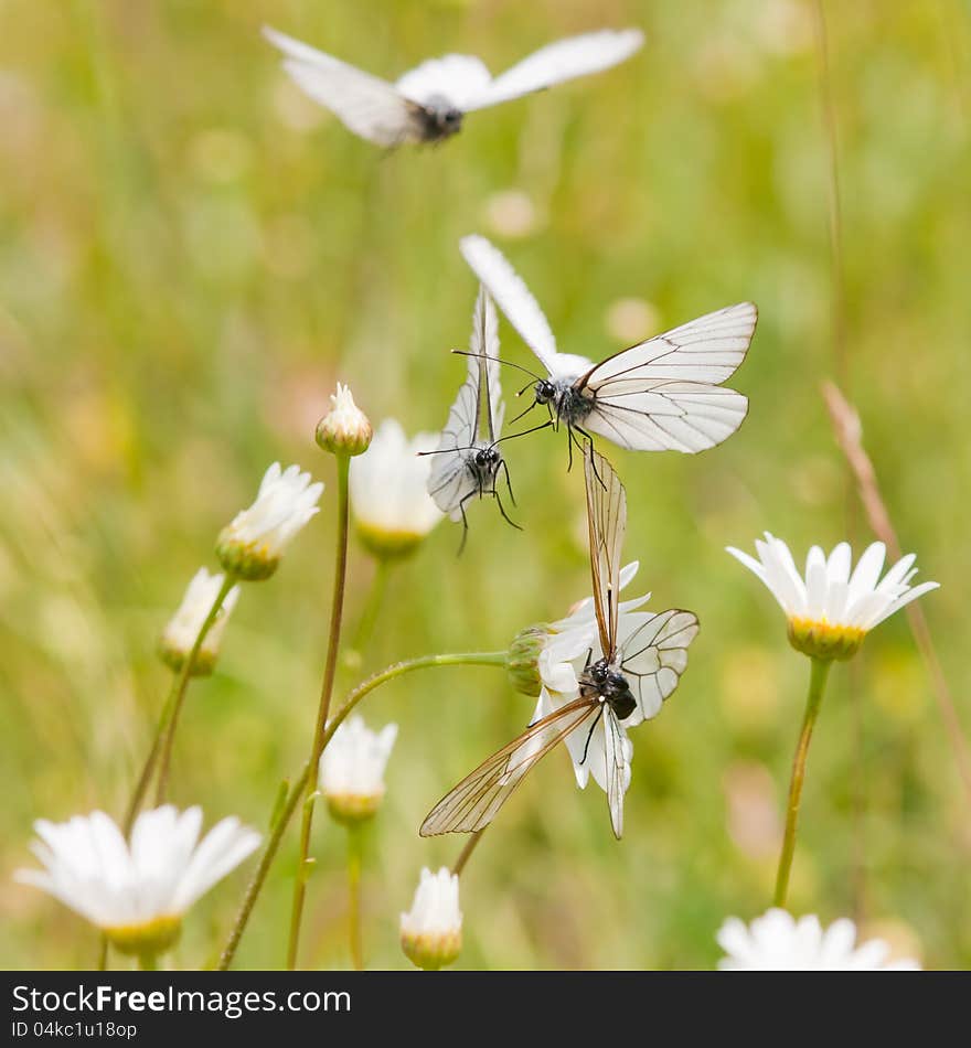 Black-veined white in a flower meadow