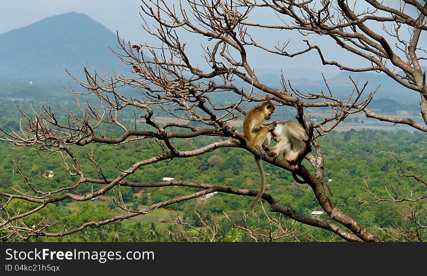 Monkeys grooming in a tree