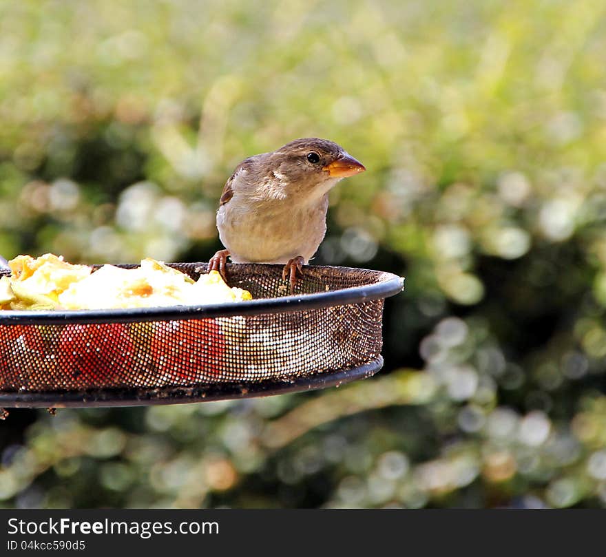 Photo of a common female british sparrow on a feeding table. Photo of a common female british sparrow on a feeding table.