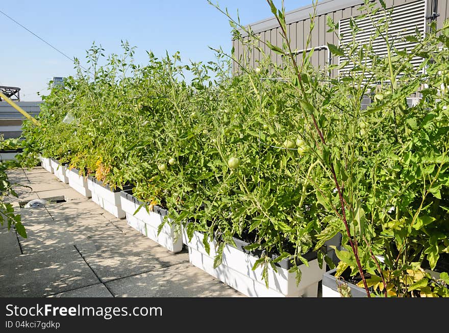 Growing vegetables on roof of city building. Growing vegetables on roof of city building