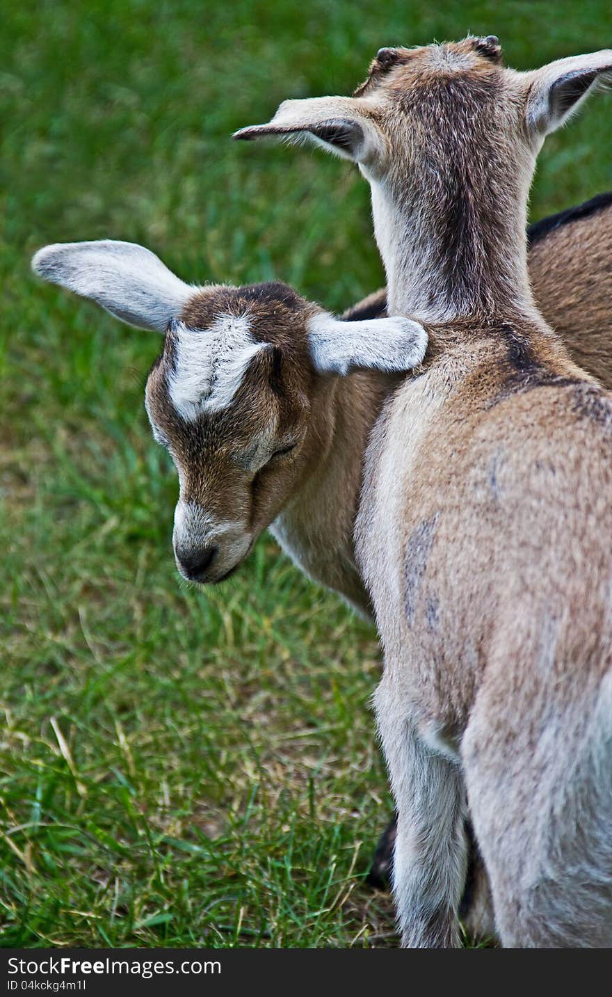 Sleeping goat kid leaning on friend