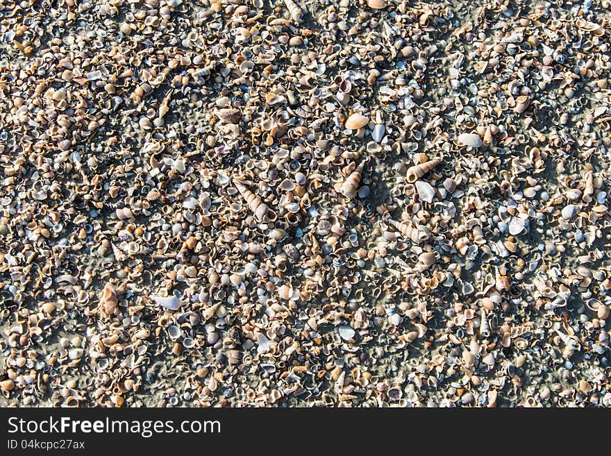 Texture of many little seashells from a beach of Thailand. Texture of many little seashells from a beach of Thailand