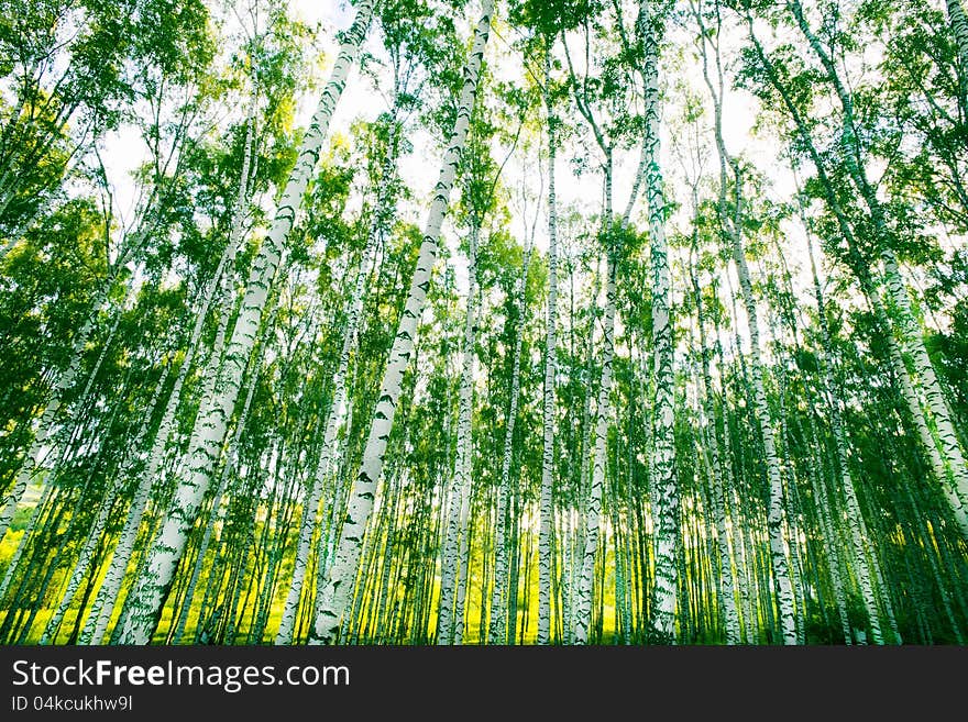 Birch forest in sunlight in the morning. Birch forest in sunlight in the morning