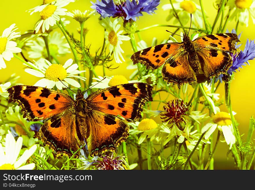 Two butterflies on camomiles