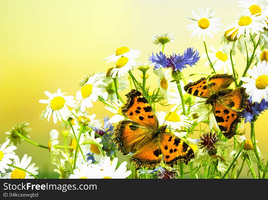 Two butterflies on camomiles