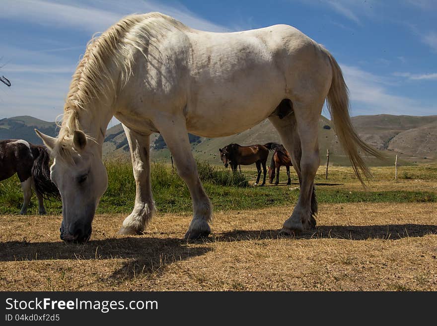 White horse stallion grazing on the mountain