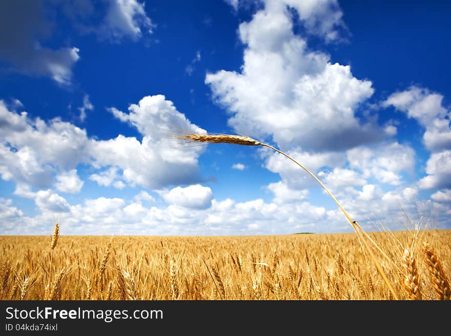 Wheat field under blue sky