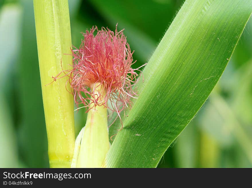 The close-up of maize pistil