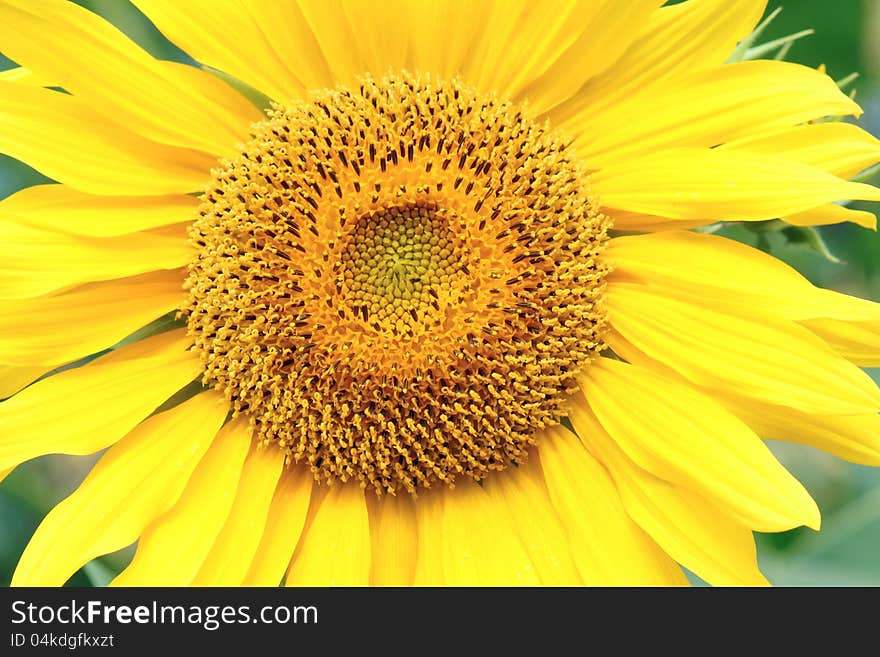 The close-up of flower of sunflower