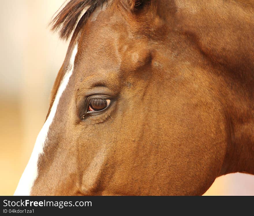 Horse portrait