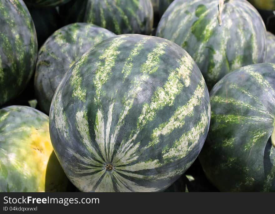 Striped watermelons as an agricultural background