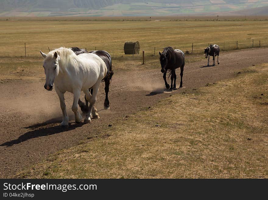 A group of horses running free in mountain