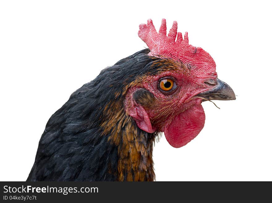 Close up of chickens head isolated on white. Close up of chickens head isolated on white