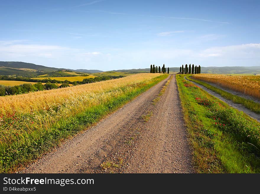 Typical tuscany landscape in the evening