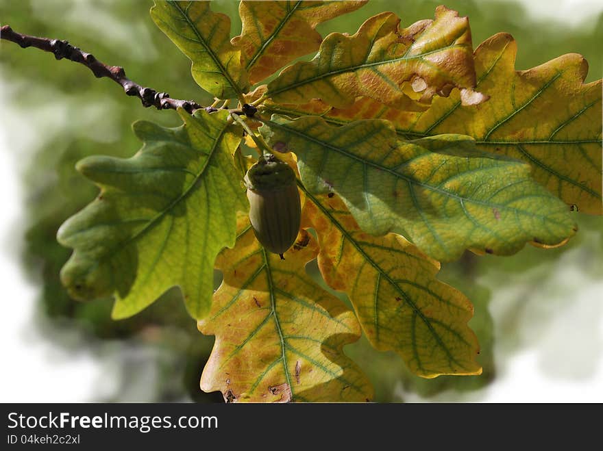 Branch of an oak with an acorn