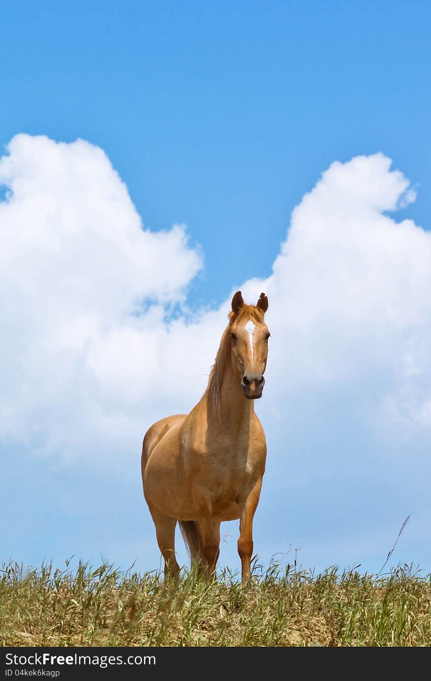 Horse in the Sky