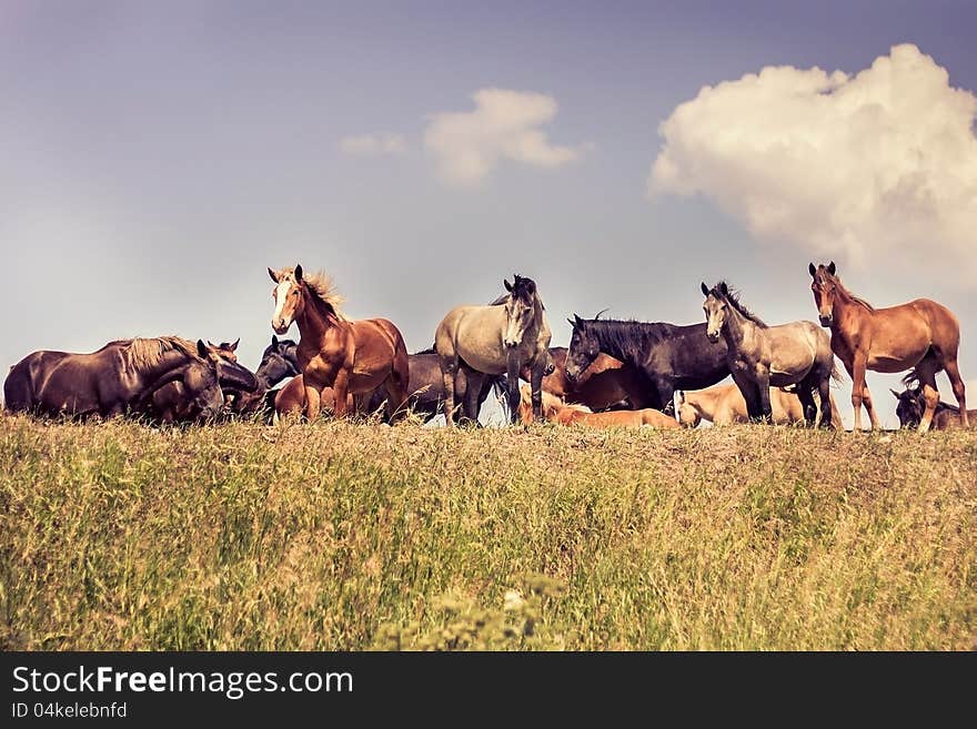 The horses on a walk