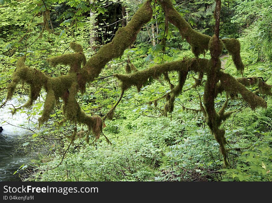 Very thick coating of lichen which I first thought was moss on a deciduous trees branches in a wooded forest near a creek. Very thick coating of lichen which I first thought was moss on a deciduous trees branches in a wooded forest near a creek.