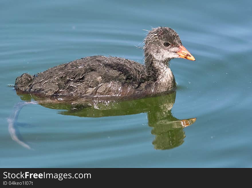 Immature of eurasian coot