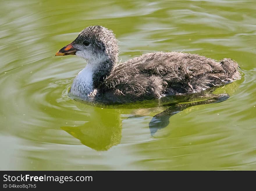 Specimen of the eurasian coots not yet fully mature, immature. Specimen of the eurasian coots not yet fully mature, immature.