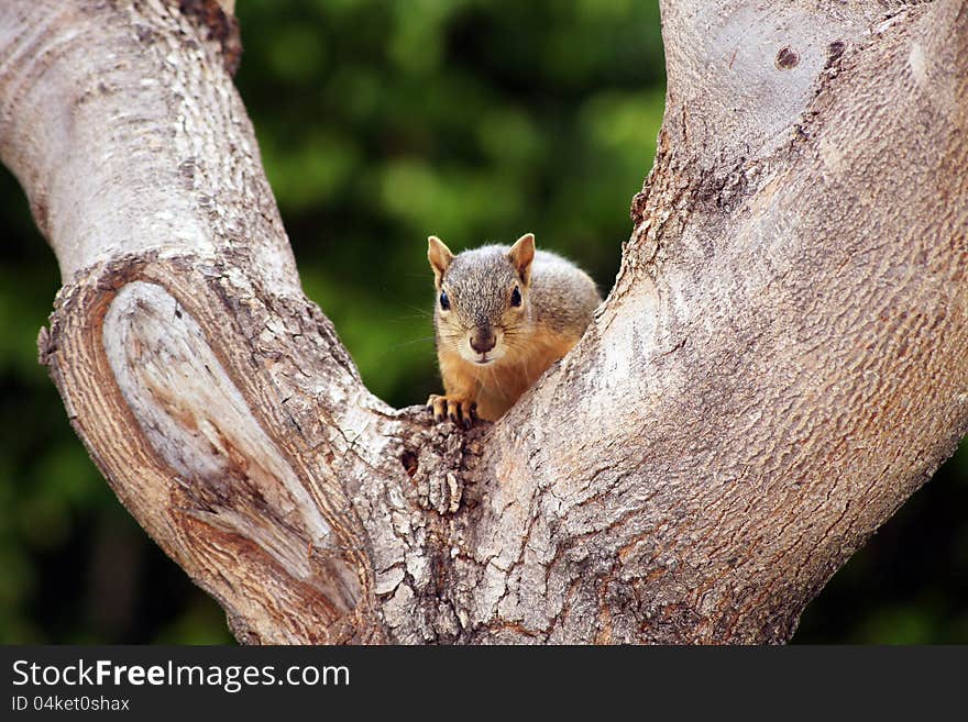 Gray Squirrel in Y of Tree Staring at the camera with abstract green plant background. Gray Squirrel in Y of Tree Staring at the camera with abstract green plant background