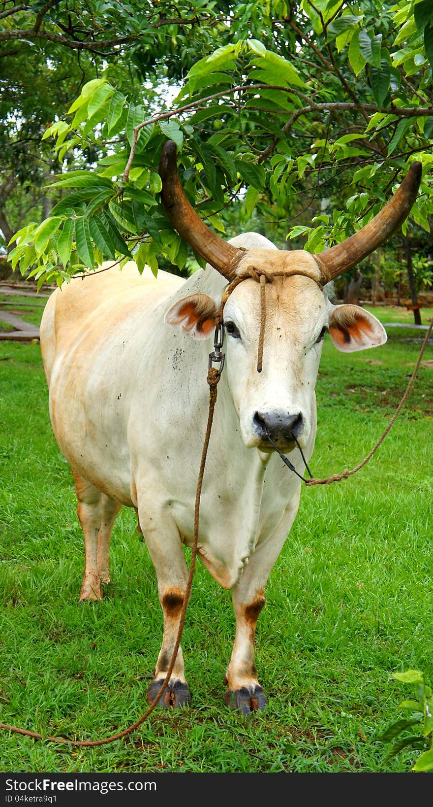 White cow, bull, standing by a tree, looking straight and has horns and large ears. White cow, bull, standing by a tree, looking straight and has horns and large ears.