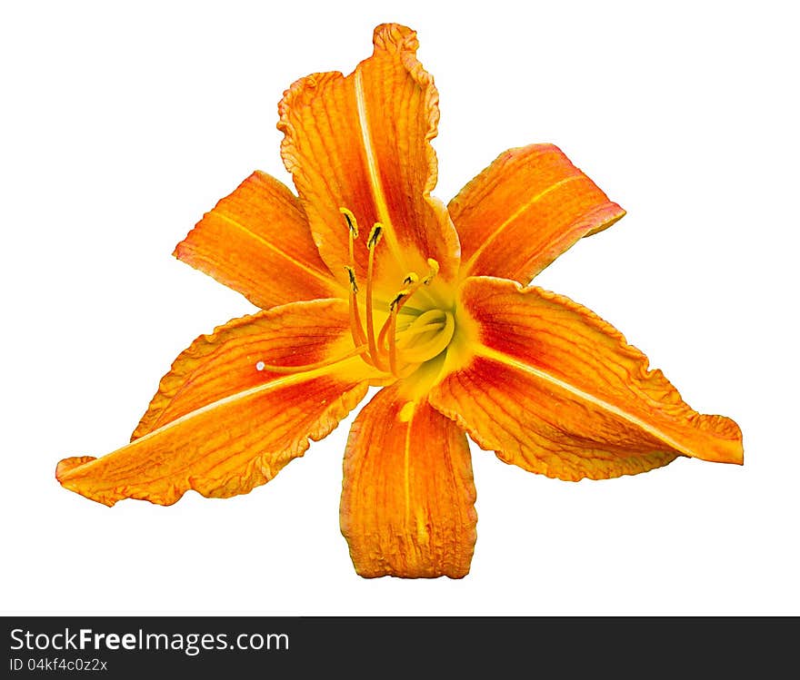 Orange daylily isolated on a white background