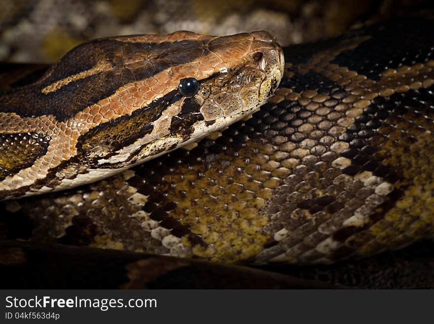 Python Snake Head Close-Up. Studio Shot.