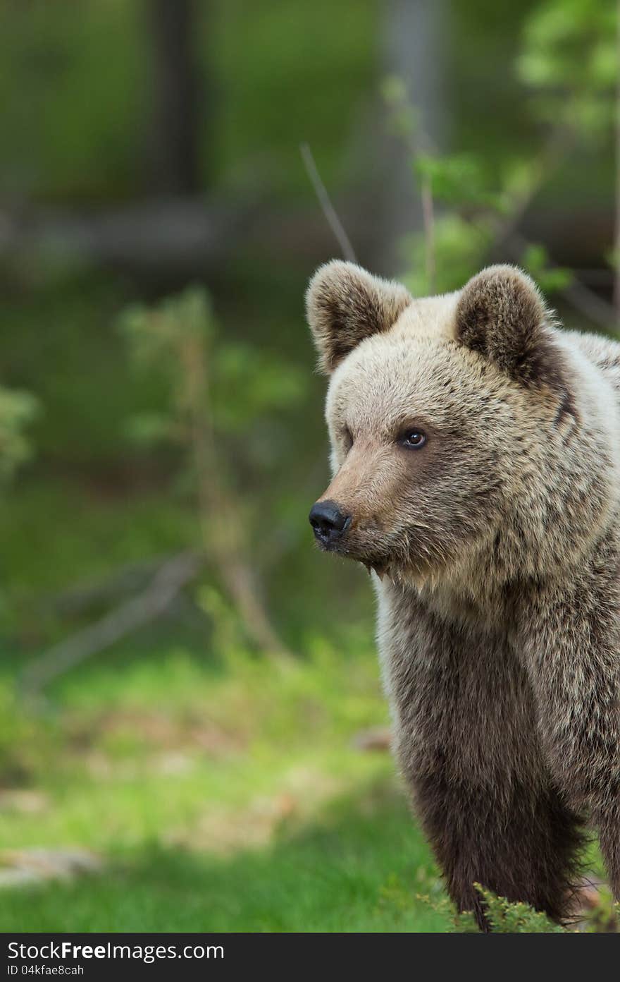 Brown bear in Finnish Tiaga forests