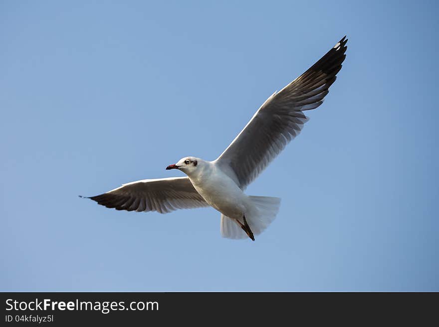 A seagull, soaring in the blue sky