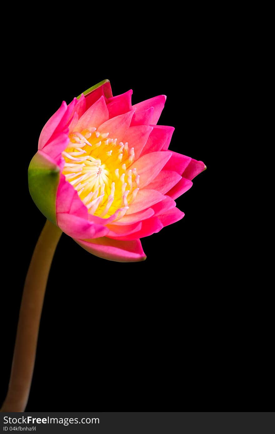 Pink water lily on black background with clipping path