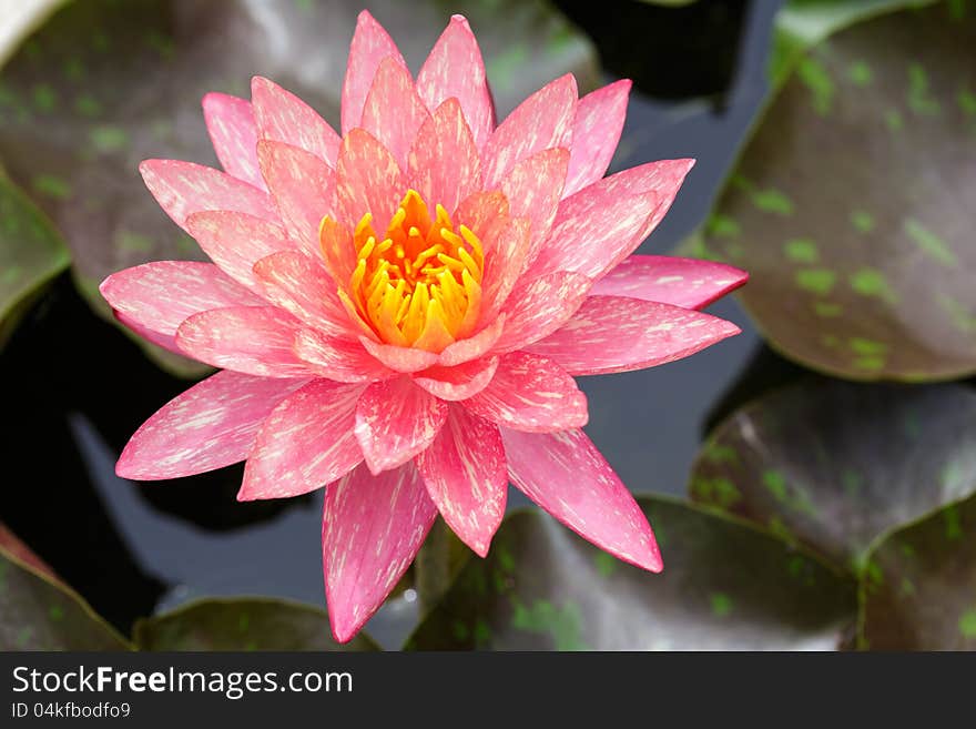 Top view of Beautiful Pink Lotus