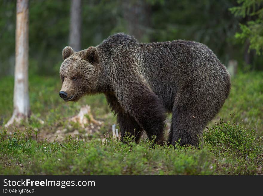 Brown bear in Finnish Tiaga forests