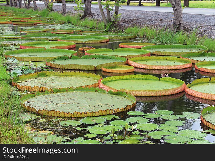 Royal Water Lily Pretty well.