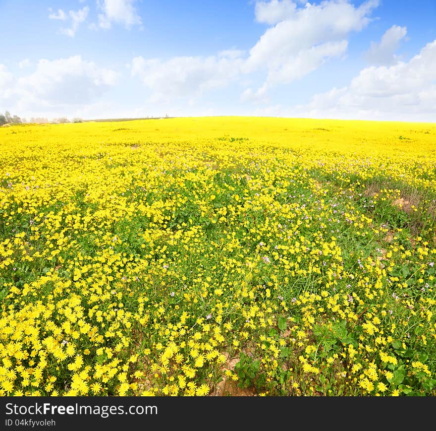 Spring blossom of yellow daisies. Spring blossom of yellow daisies