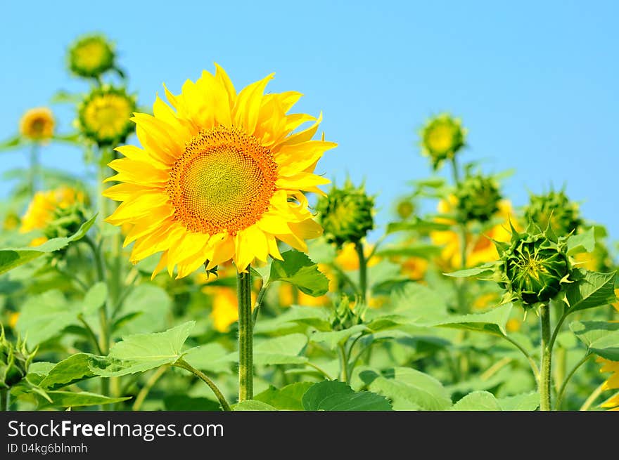 Field of sunflowers at the blue sky