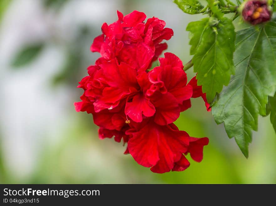 A red hibiscus flower