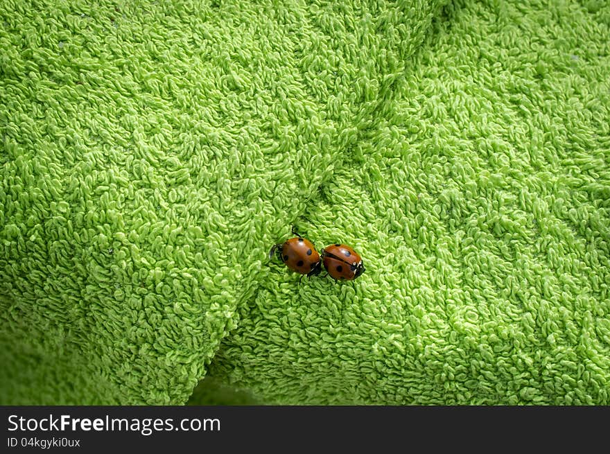 Two ladybugs on green towel