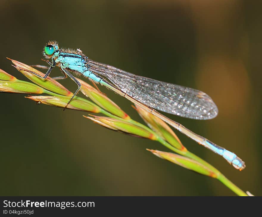 Damselfly with morning dew. close-up