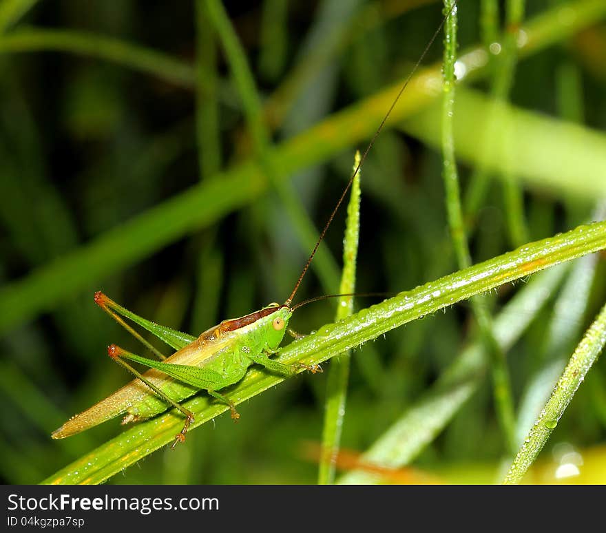 Grasshopper on wet grass