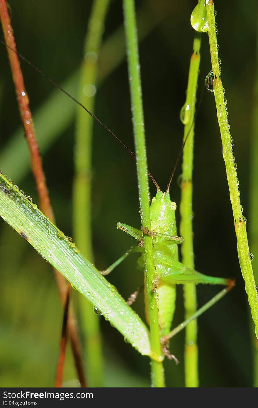 Grasshopper And Morning Dew