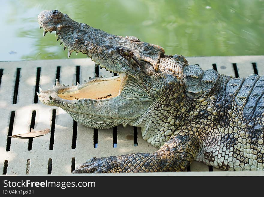 Crocodile lying on the edge of the pond. Crocodile lying on the edge of the pond