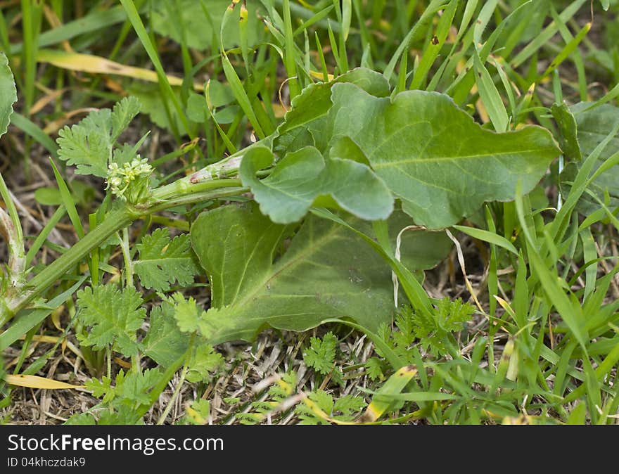 A goat's head weed with flowers and fruit just starting. A goat's head weed with flowers and fruit just starting