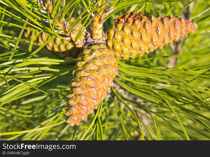 Trio of cones of European black pine