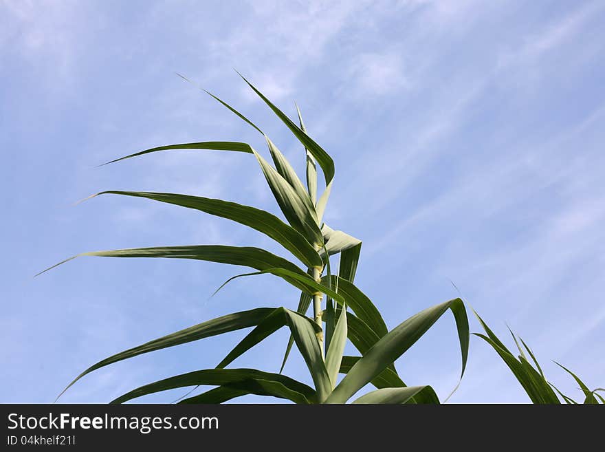 Leaves