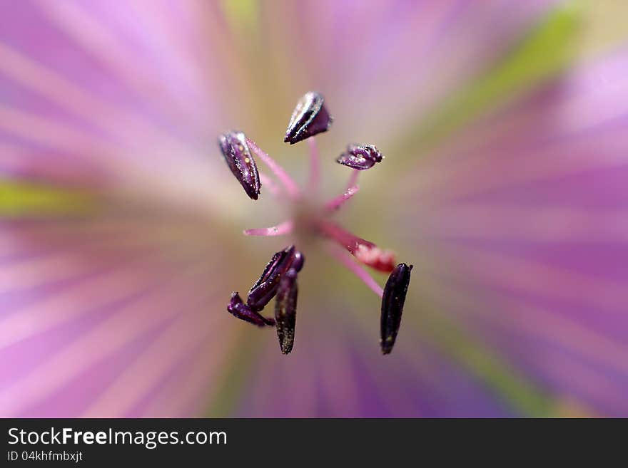 The close-up lilac  field geranium flower with dark stamens