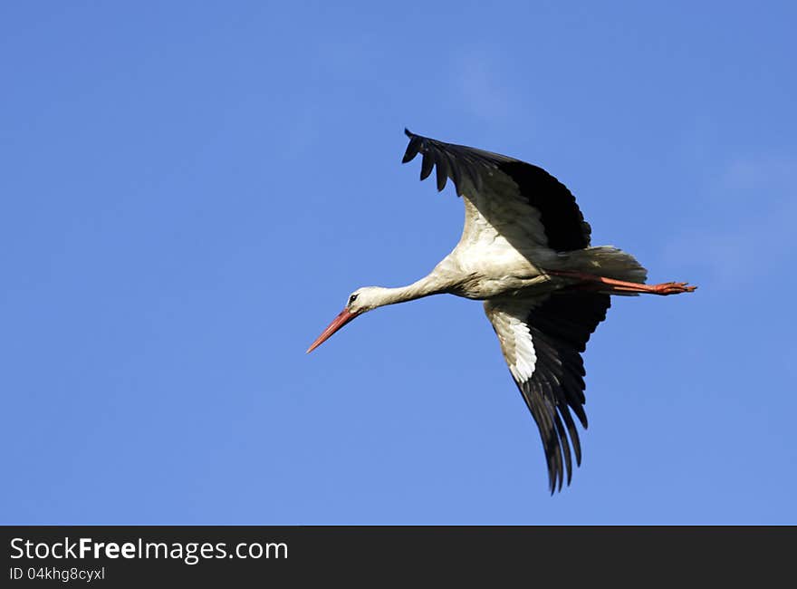 Big, white Stork in flight