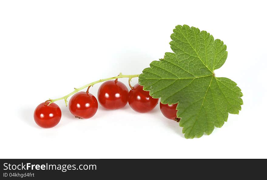 Redcurrant