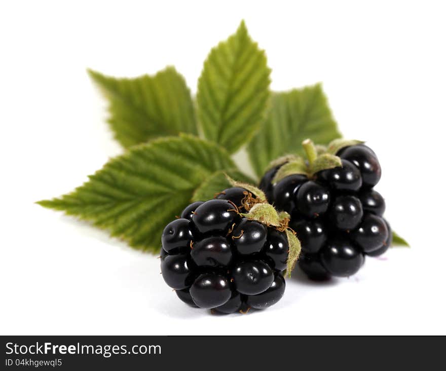 Blackberries with leaves on the white background