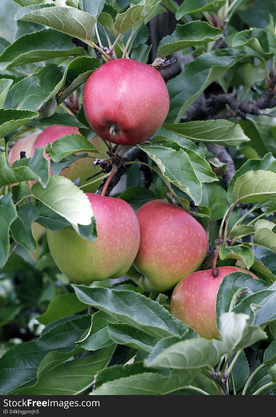 Red apples on the tree